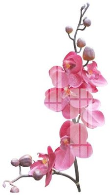 File gốc File gốc in tranh tổng hợp K24147 (phong cách) châu Âu