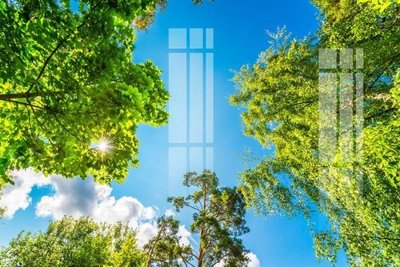 Tải file File gốc in tranh tổng hợp K24341 (gốc) chủ đề hoa sen