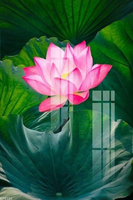 File in mica File gốc in tranh tổng hợp K24393 (bản gốc) làm vách ngăn