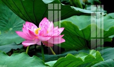 File gốc File gốc in tranh tổng hợp K24415 (phong cách) cổ điển