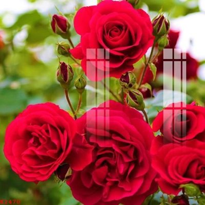 Download file ảnh gốc File gốc in tranh tổng hợp K2470 để in ấn