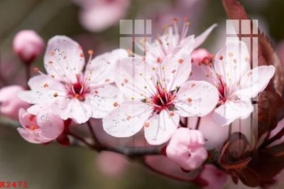 File in trần File gốc in tranh tổng hợp K2471 (bản gốc) bầu trời