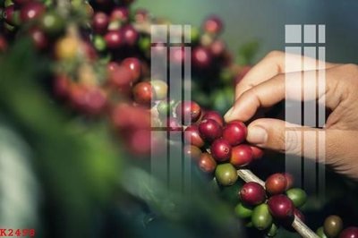 File ảnh File gốc in tranh tổng hợp K2498 (gốc) in poster