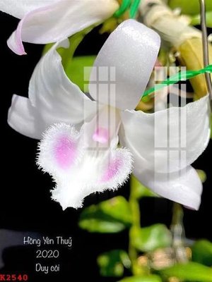 File in trần File gốc in tranh tổng hợp K2540 (bản gốc 3D) sống động