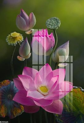 File PSD File gốc in tranh tổng hợp K25565 (bản gốc) chất lượng nhất