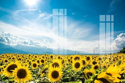 File in trần File gốc in tranh tổng hợp K25653 (bản gốc) 5D