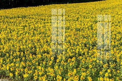 File gốc File gốc in tranh tổng hợp K25655 (vector) cho in ấn