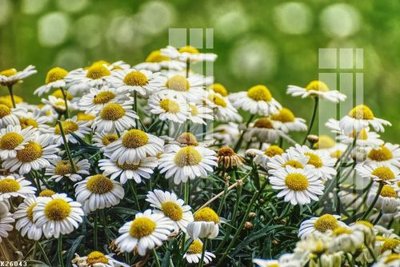 File in trần File gốc in tranh tổng hợp K26043 (bản gốc) phong cảnh