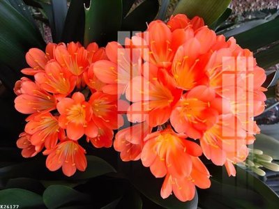 File PSD File gốc in tranh tổng hợp K26177 (nguyên gốc) chất lượng cao