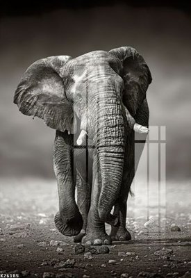 File gốc File gốc in tranh tổng hợp K26185 (in tráng gương) sang trọng