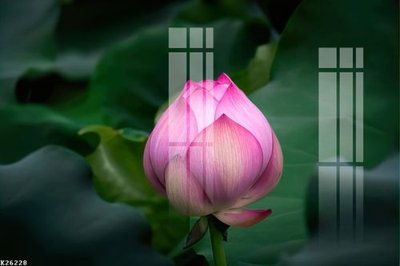 File in trần File gốc in tranh tổng hợp K26228 (bản gốc) trời sao