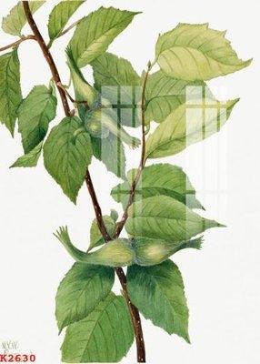 File tranh File gốc in tranh tổng hợp K2630 (ảnh gốc) cho in ấn kỹ thuật số