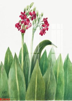 Cung cấp file tranh gốc File gốc in tranh tổng hợp K2643 độc quyền