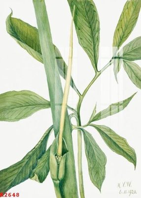 File gốc in ấn File gốc in tranh tổng hợp K2648 chất lượng vượt trội