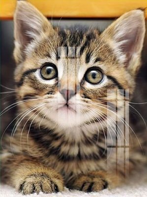 File gốc File gốc in tranh tổng hợp K26508 (chuẩn màu) cho in offset