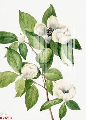 Tải file tranh gốc File gốc in tranh tổng hợp K2653 chất lượng cao