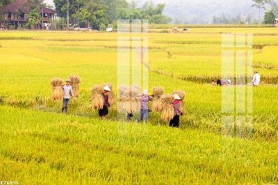 File tranh File gốc in tranh tổng hợp K26895 (bản gốc) in lụa dán tường