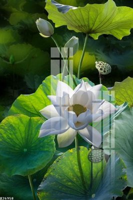 File PSD File gốc in tranh tổng hợp K26958 (bản gốc) dễ dàng edit