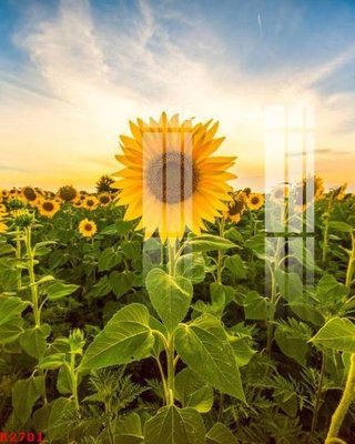 Download file gốc File gốc in tranh tổng hợp K2701 (dùng cho in ấn)