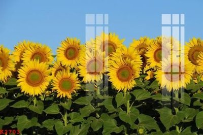 File ảnh File gốc in tranh tổng hợp K2703 (gốc) in biển hiệu