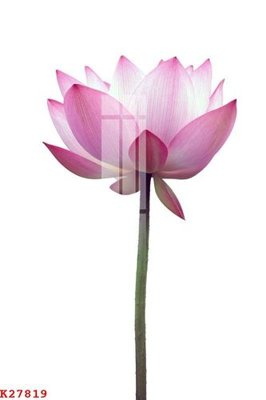 File ảnh File gốc in tranh tổng hợp K27819 (gốc) cho trang trí nội thất