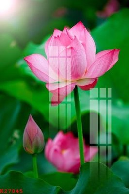 File ảnh File gốc in tranh tổng hợp K27845 (gốc) in biển hiệu