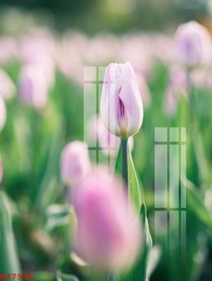 Tải file File gốc in tranh tổng hợp K27915 (ảnh gốc) in tráng gương