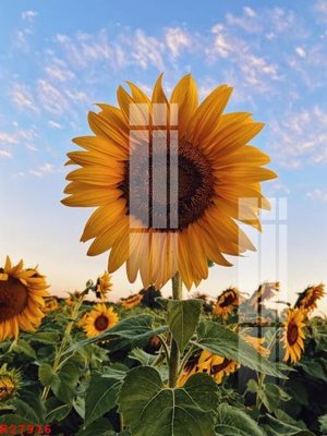 File PSD in ấn File gốc in tranh tổng hợp K27916 (chất lượng cao)