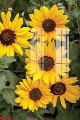 File tranh File gốc in tranh tổng hợp K2802 (ảnh gốc) chi tiết rõ ràng