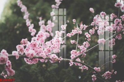 Download file gốc File gốc in tranh tổng hợp K28087 (in mica) trang trí