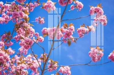 File gốc File gốc in tranh tổng hợp K28325 (in tráng gương) sang trọng