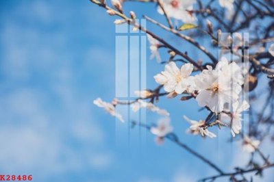 File tranh File gốc in tranh tổng hợp K28486 (ảnh gốc) cho in ấn kỹ thuật số