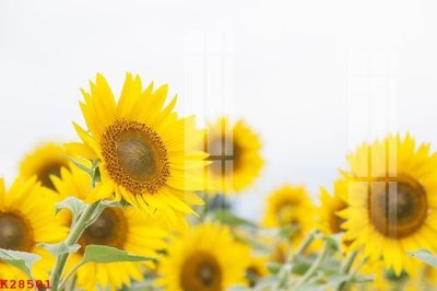 Tải file File gốc in tranh tổng hợp K28501 (gốc) in ấn chất lượng