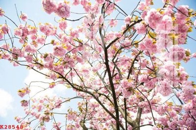 File gốc File gốc in tranh tổng hợp K28548 (in ấn) màu sắc trung thực