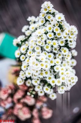 File gốc in ấn File gốc in tranh tổng hợp K28642 độ phân giải cao