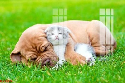 File in ấn cao cấp File gốc in tranh tổng hợp K2869 (file gốc)