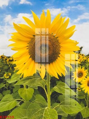 File ảnh File gốc in tranh tổng hợp K28759 (gốc) trang trí khách sạn