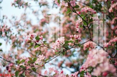 File in ấn File gốc in tranh tổng hợp K28807 (bản gốc) sắc nét