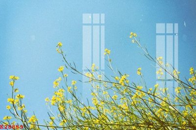 File tranh File gốc in tranh tổng hợp K28859 (ảnh gốc) in trần xuyên sáng