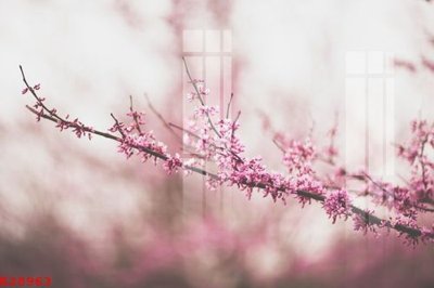 Download file gốc File gốc in tranh tổng hợp K28963 (in lụa) hoa lá