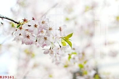 File gốc in ấn File gốc in tranh tổng hợp K29161 chuẩn màu CMYK