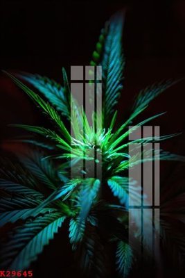 File gốc File gốc in tranh tổng hợp K29645 (chuẩn màu) cho in offset