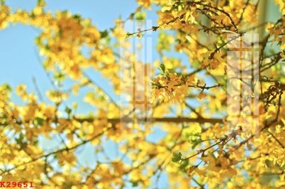 File ảnh gốc File gốc in tranh tổng hợp K29651 không vỡ nét