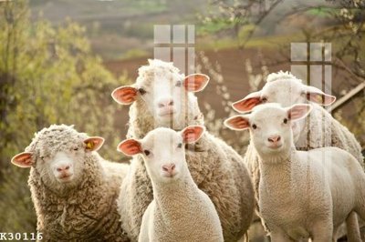 Chi tiết file gốc File gốc in tranh tổng hợp K30116 (cho in tráng gương)