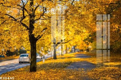 File ảnh File gốc in tranh tổng hợp K30445 (gốc) in decal dán tường