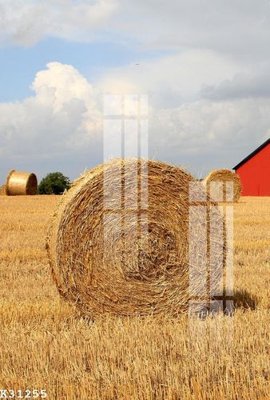 File gốc File gốc in tranh tổng hợp K31255 (in lụa) tranh mã đáo