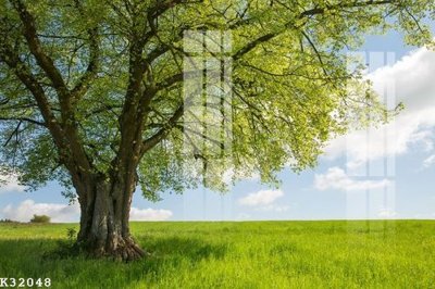 Mua file ảnh gốc File gốc in tranh tổng hợp K32048 (chất lượng cao)