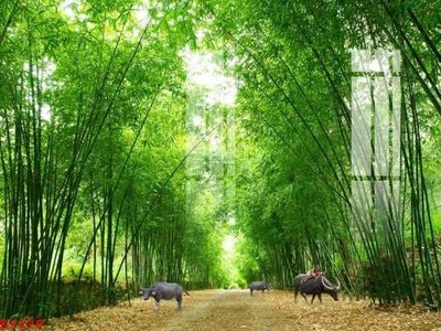 Download file gốc File gốc in tranh tổng hợp K3228 (in mica) trang trí