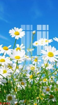 File in ấn File gốc in tranh tổng hợp K3241 (bản gốc) từ file gốc