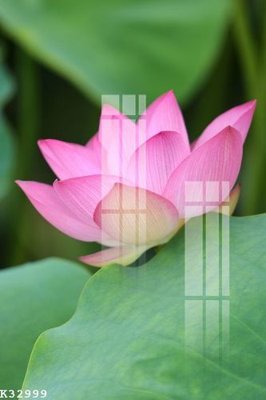 Tải file File gốc in tranh tổng hợp K32999 (PSD) cho in ấn quảng cáo